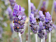 180px-single_lavendar_flower02