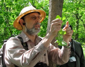 This image is courtesy of The Native Society.