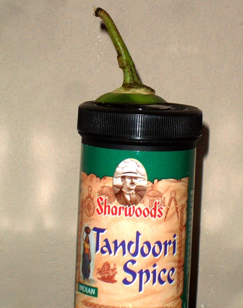 tandoor.JPG