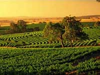 barossa.bmp
