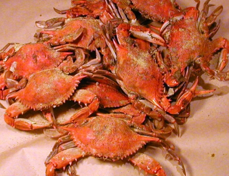 crab_pic.jpg