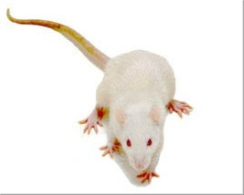 rat.bmp